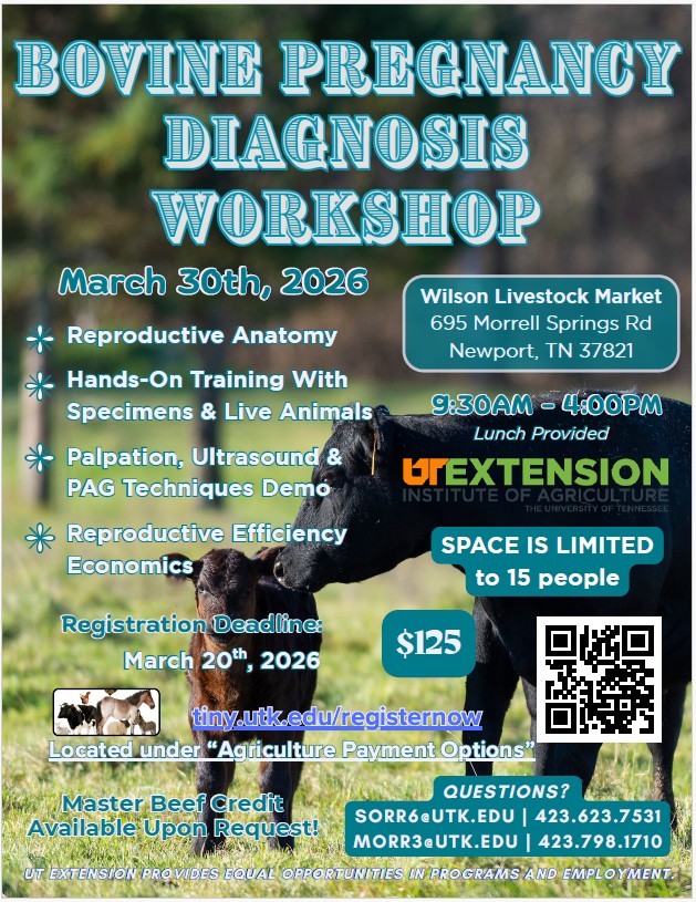 Picture of Cow and calf. Bovine Pregnancy Diagnosis Workshop class. March 30th 2026 $125.00, deadline March 20th.. Space is limited to 15 people. Questions call 423.798.1710.