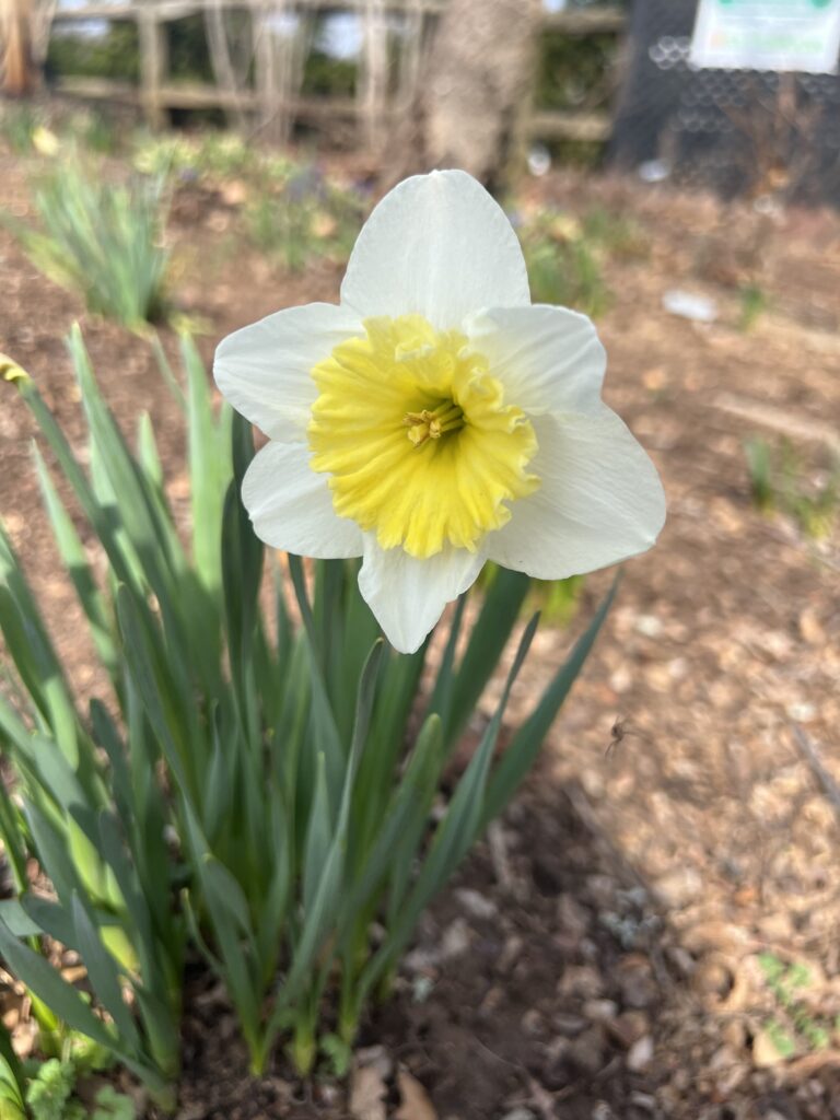 Flower at New Hope Cemetery
