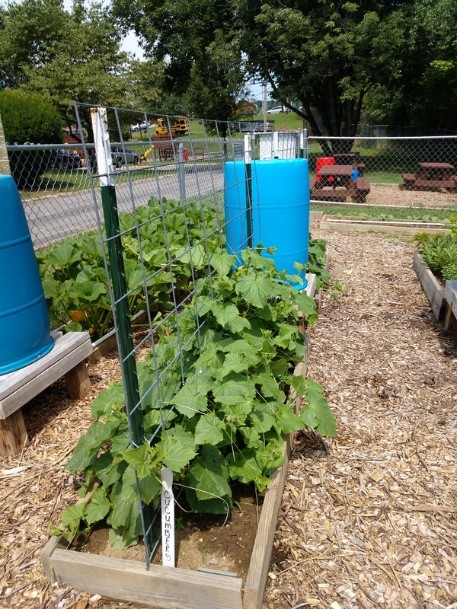 Garden at Boys and Girls Club