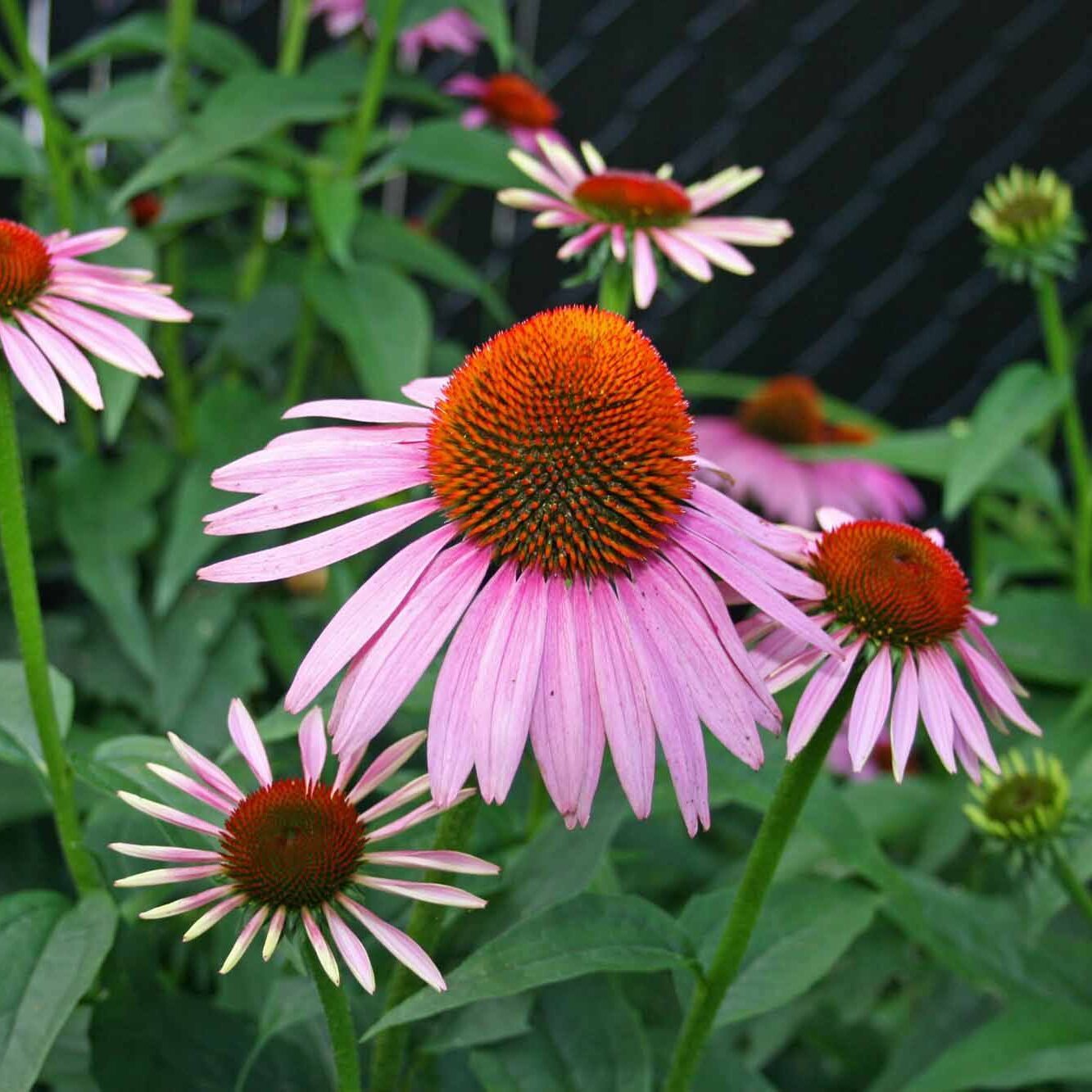 picture of coneflowers
