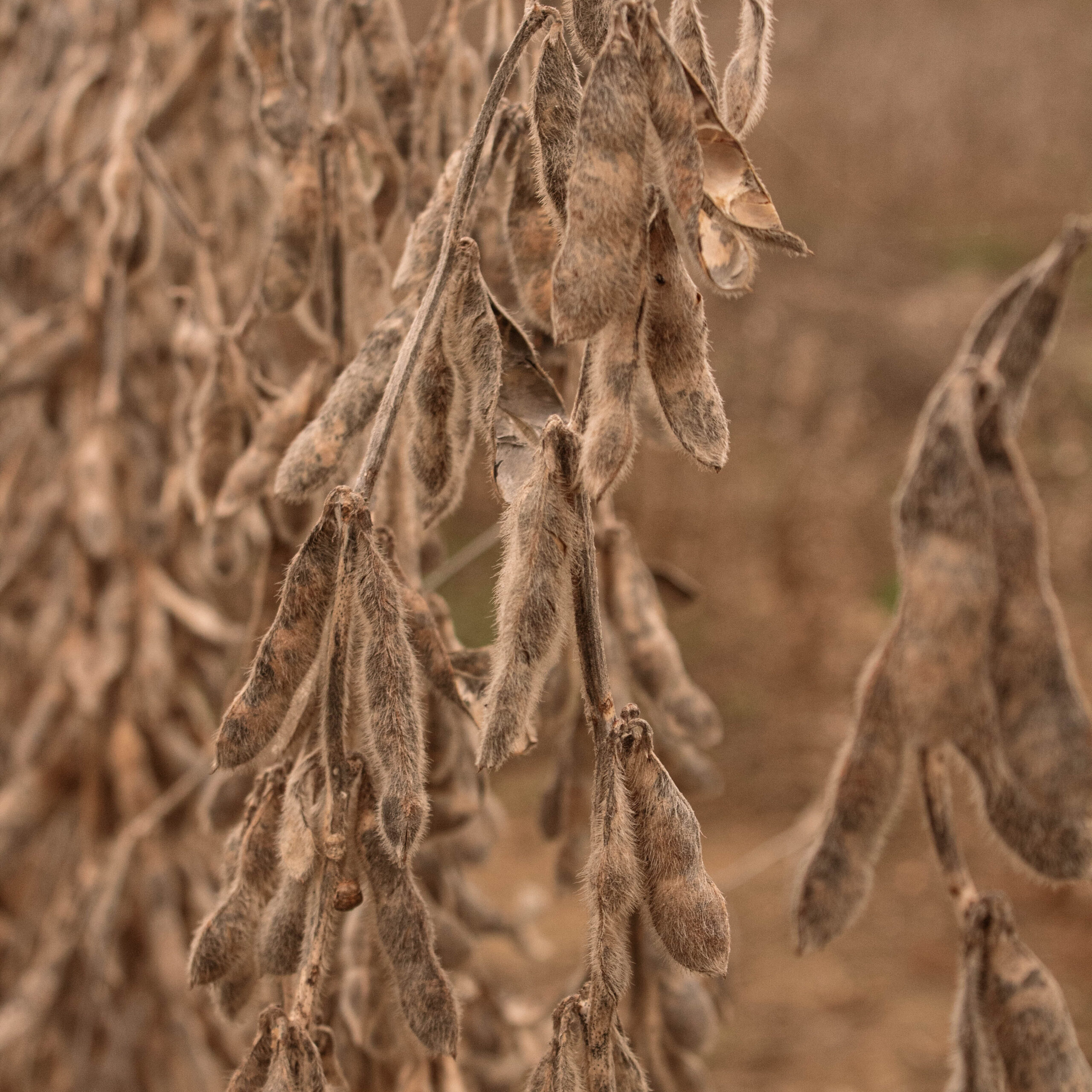 photo of soybeans 